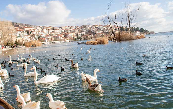 kastoria7