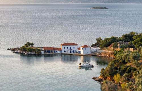 ΣΥΚΙΑ ΜΑΓΝΗΣΙΑΣ